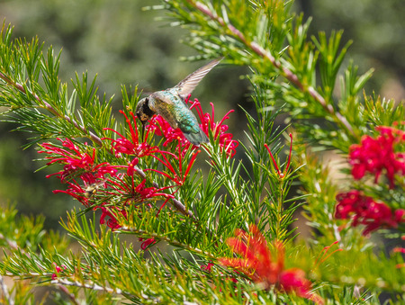 Anna's hummingbird (Calypte anna) feeding on red flowers in the summer. British Columbia, Vancouver Island, Victoriaの写真素材