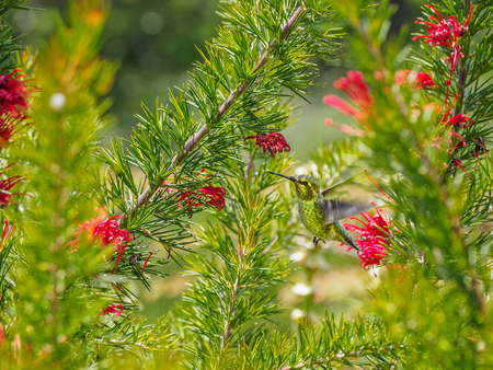 Anna's hummingbird (Calypte anna) feeding on red flowers in the summer. British Columbia, Vancouver Island, Victoriaの写真素材