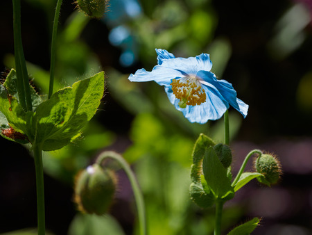 Blue flowers of Himalayan blue Tibet Poppy (Meconopsis betonicifolia)の写真素材