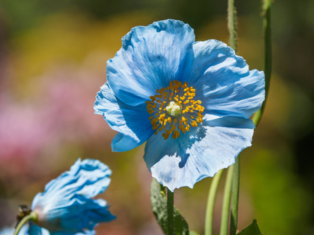 Blue flowers of Himalayan blue Tibet Poppy (Meconopsis betonicifolia)の写真素材