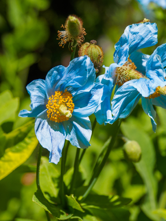 Blue flowers of Himalayan blue Tibet Poppy (Meconopsis betonicifolia)の写真素材