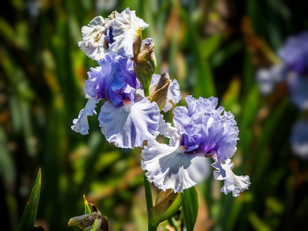 Blooming iris (Iris sibirica) in the garden, with shallow depth of field and blurred backgroundの写真素材