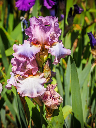 Blooming iris (Iris sibirica) in the garden, with shallow depth of field and blurred background