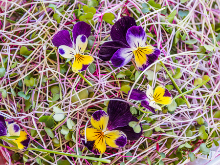 Mix of edible microgreens, vegetarian raw healthy foodの写真素材