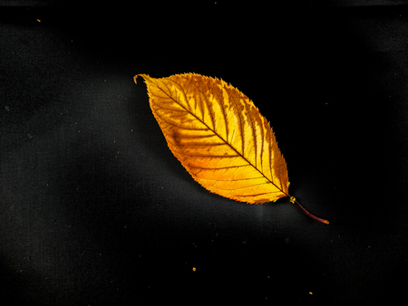 Autumn leaves on a black background, fall colorsの写真素材