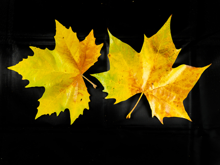 Autumn leaves on a black background, fall colors