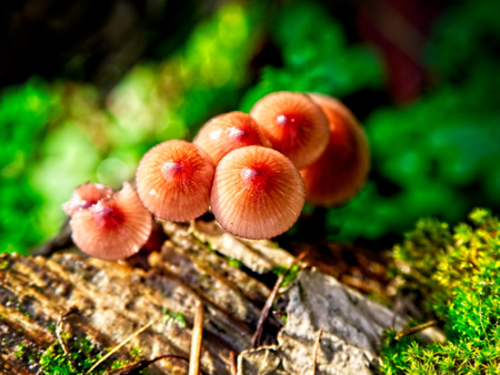 Close up of mushroom in the forest during autumn seasonの写真素材