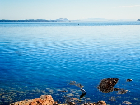 Great Blue Heron wading in the water at the low tide in Sidney on Vancouver Island, British Columbia, Canadaの写真素材