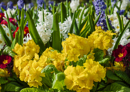 White hyacinths and yellow summer flowers on the flowerbedの写真素材
