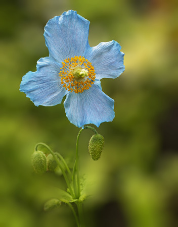 Blue flowers of Himalayan blue Tibet Poppy (Meconopsis betonicifolia)の写真素材