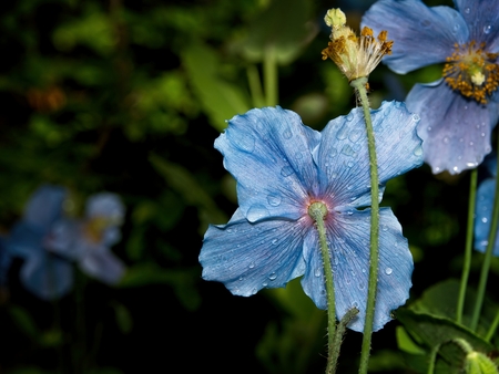 Blue flowers of Himalayan blue Tibet Poppy (Meconopsis betonicifolia)の写真素材