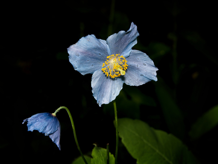 Blue flowers of Himalayan blue Tibet Poppy (Meconopsis betonicifolia)の写真素材