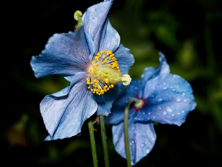 Blue flowers of Himalayan blue Tibet Poppy (Meconopsis betonicifolia)の写真素材