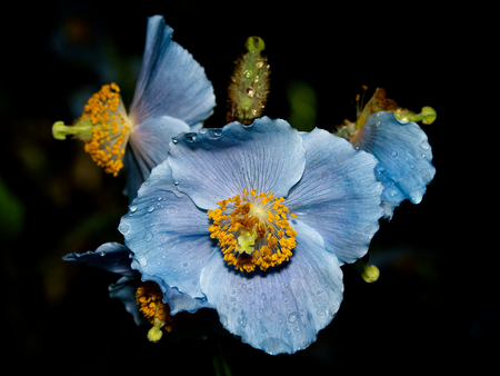 Blue flowers of Himalayan blue Tibet Poppy (Meconopsis betonicifolia)の写真素材