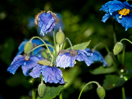 Blue flowers of Himalayan blue Tibet Poppy (Meconopsis betonicifolia)の写真素材