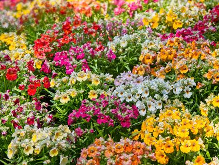 Summer multicolor flower background, variety of flowers covering the flower bedの写真素材