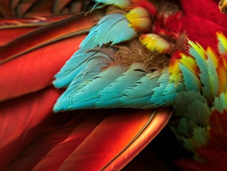 Green Winged Macaw, Ara chloropterus feathers close upの写真素材