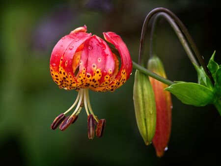 Tiger Lily (Lilium lancifolium ) with rain drops blooming in the summerの写真素材