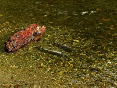 Salmon run in the fall on Pacific west coast. Goldstream river in British Columbia, Vancouver Island