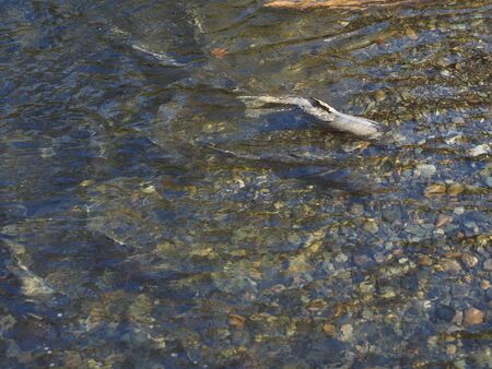 Salmon run in the fall on Pacific west coast. Goldstream river in British Columbia, Vancouver Islandの写真素材