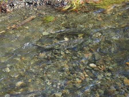 Salmon run in the fall on Pacific west coast. Goldstream river in British Columbia, Vancouver Islandの写真素材