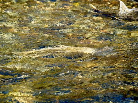 Salmon run in the fall on Pacific west coast. Goldstream river in British Columbia, Vancouver Islandの写真素材