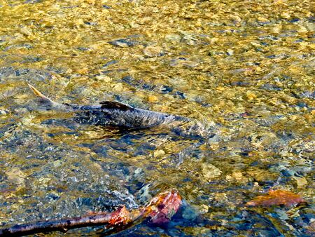 Salmon run in the fall on Pacific west coast. Goldstream river in British Columbia, Vancouver Islandの写真素材