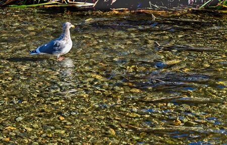 Salmon run in the fall on Pacific west coast. Goldstream river in British Columbia, Vancouver Islandの写真素材