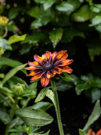 Coneflower Echinacea with dark purple petals in the rainy fall weatherの写真素材