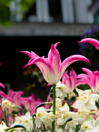 Pink tulips covered in water drops bloom in the springtimeの写真素材