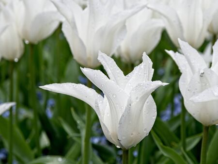 White tulips covered in water drops bloom in the springtimeの写真素材