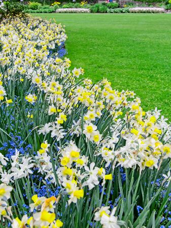 White crocuses covered in water drops bloom in the springtimeの写真素材