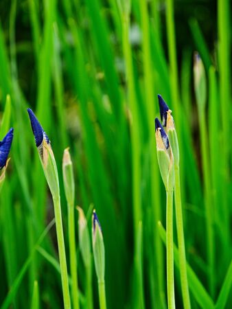 Dark blue iris buds ready to bloom in the springtimeの写真素材