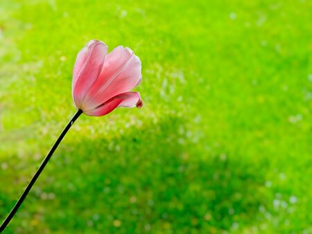 Multi-colored tulips bloom in the springtime, surrounded by green grassの写真素材