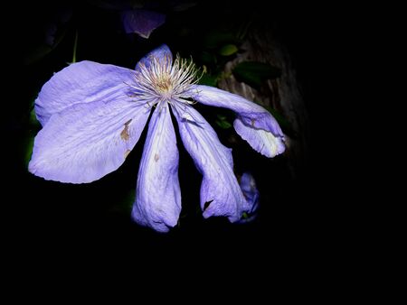 Purple clematis flower (Clematis Jackmanii) against dark backgroundの写真素材