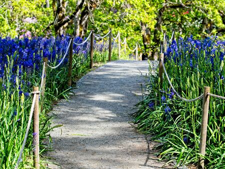 Field of purple and blue lupines (Lupinus Perennis) blooming in the springtime in as public park in Victoria BC, Vancouver Islandの写真素材