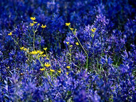 Field of purple and blue lupines (Lupinus Perennis) blooming in the springtime in as public park in Victoria BC, Vancouver Islandの写真素材
