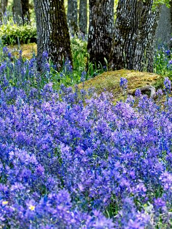 Field of purple and blue lupines (Lupinus Perennis) blooming in the springtime in as public park in...
