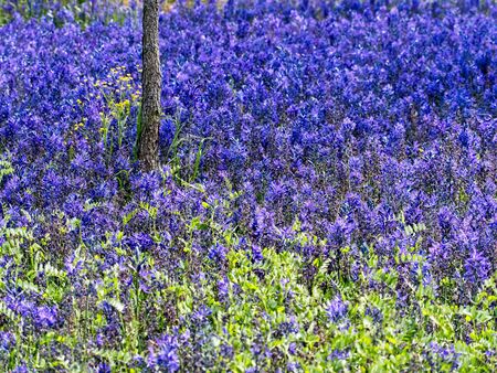 Field of purple and blue lupines (Lupinus Perennis) blooming in the springtime in as public park in Victoria BC, Vancouver Islandの写真素材