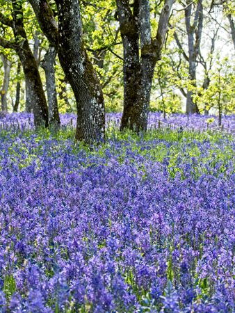 Field of purple and blue lupines (Lupinus Perennis) blooming in the springtime in as public park in Victoria BC, Vancouver Islandの写真素材