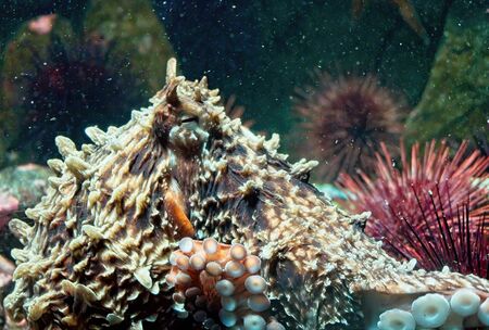 Giant Pacific Octopus moving under water with rocks and plants around, water is saturated with air bubblesの写真素材