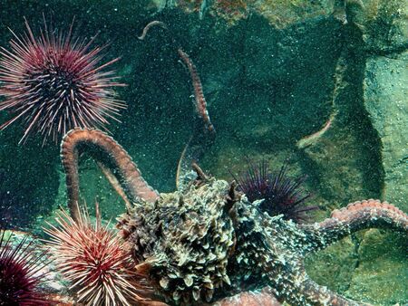 Giant Pacific Octopus moving under water with rocks and plants around, water is saturated with air bubblesの写真素材