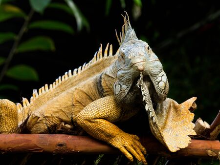 Bearded iguana (Lesser Antillean iguana) on the tree branchの写真素材