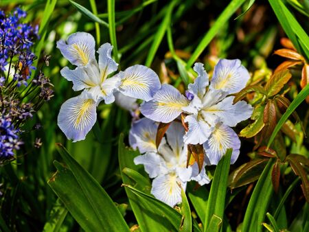 Multi-colored irises on the flowerbed in the late springの写真素材