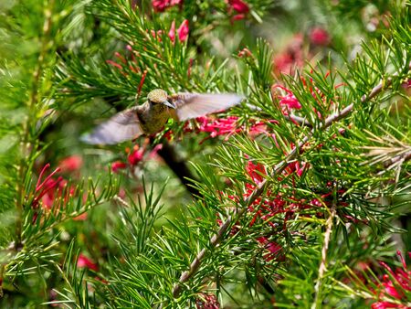 Anna's hummingbird feedind on red flowers, hovering among branchesの写真素材