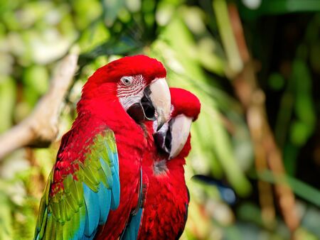 Couple of green-winged macaws perched among lush greeneryの写真素材