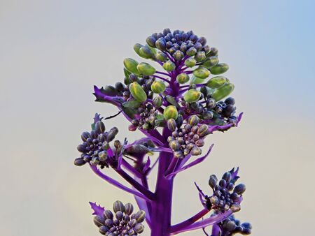 Ornamental color cabbage (Brassica oleracea species) seeds, top of the plantの写真素材