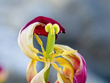 Wilted yellow and red tulip with withering petals at the end of the bloom season, selective focusの写真素材