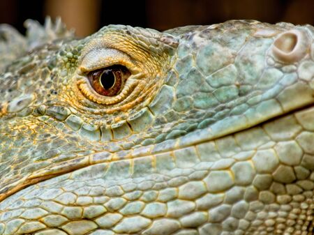 Green iguana staring calmly into the camera, close-upの写真素材