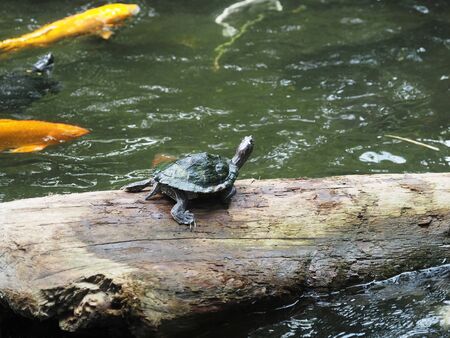 Turtle sitting on the log, colorful koi fish swim around